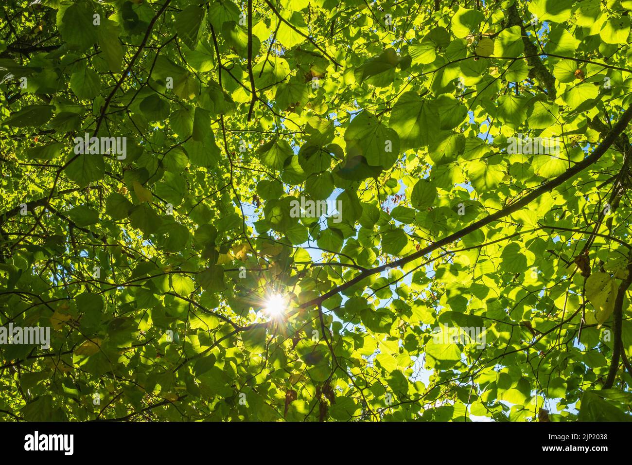 Sole attraverso foglie verdi in una foresta Foto Stock
