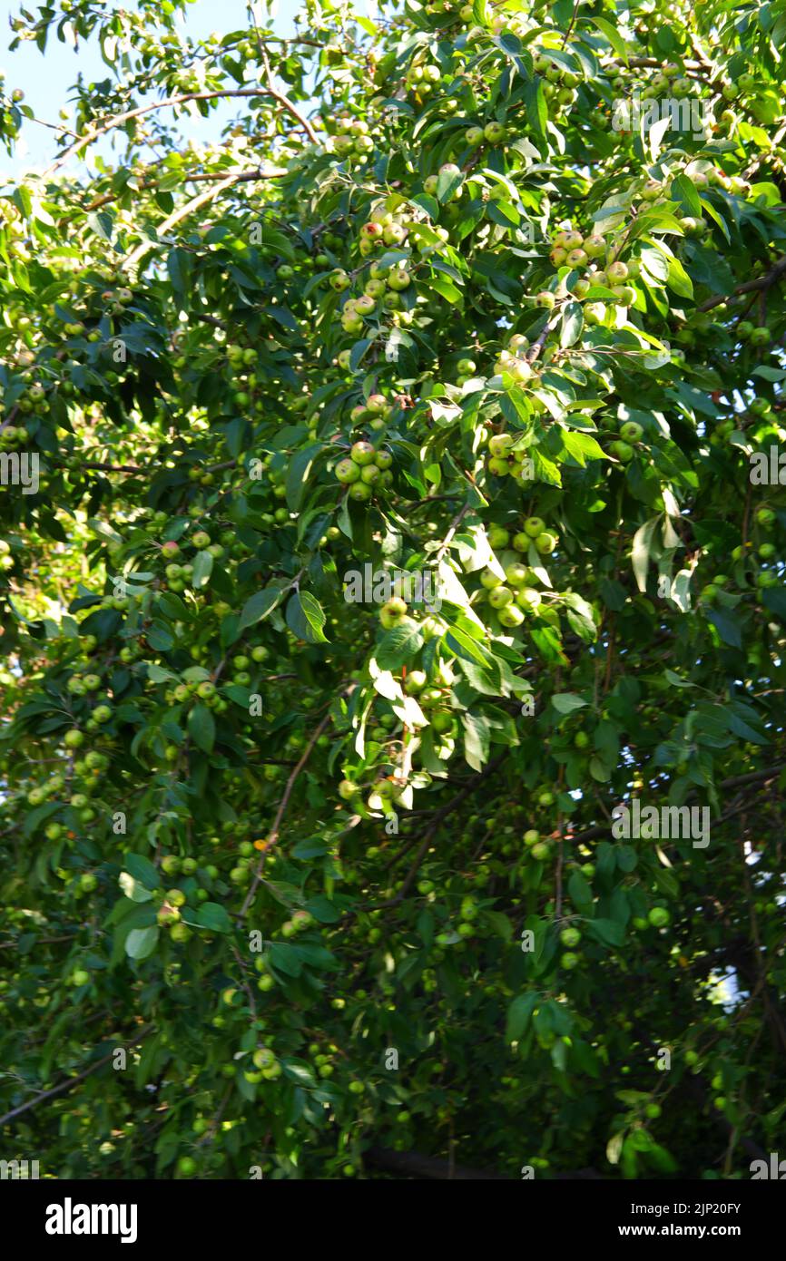 Piccole mele verdi biologiche sul ramo di melo in estate Foto Stock