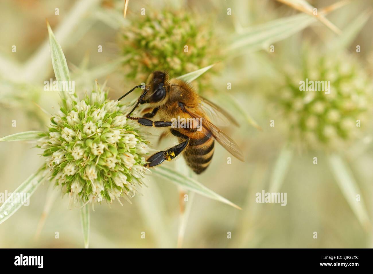Primo piano su una Honeybee mediterranea marrone, Apis mellifera su un campo verde Eryngo campestre fiore Foto Stock
