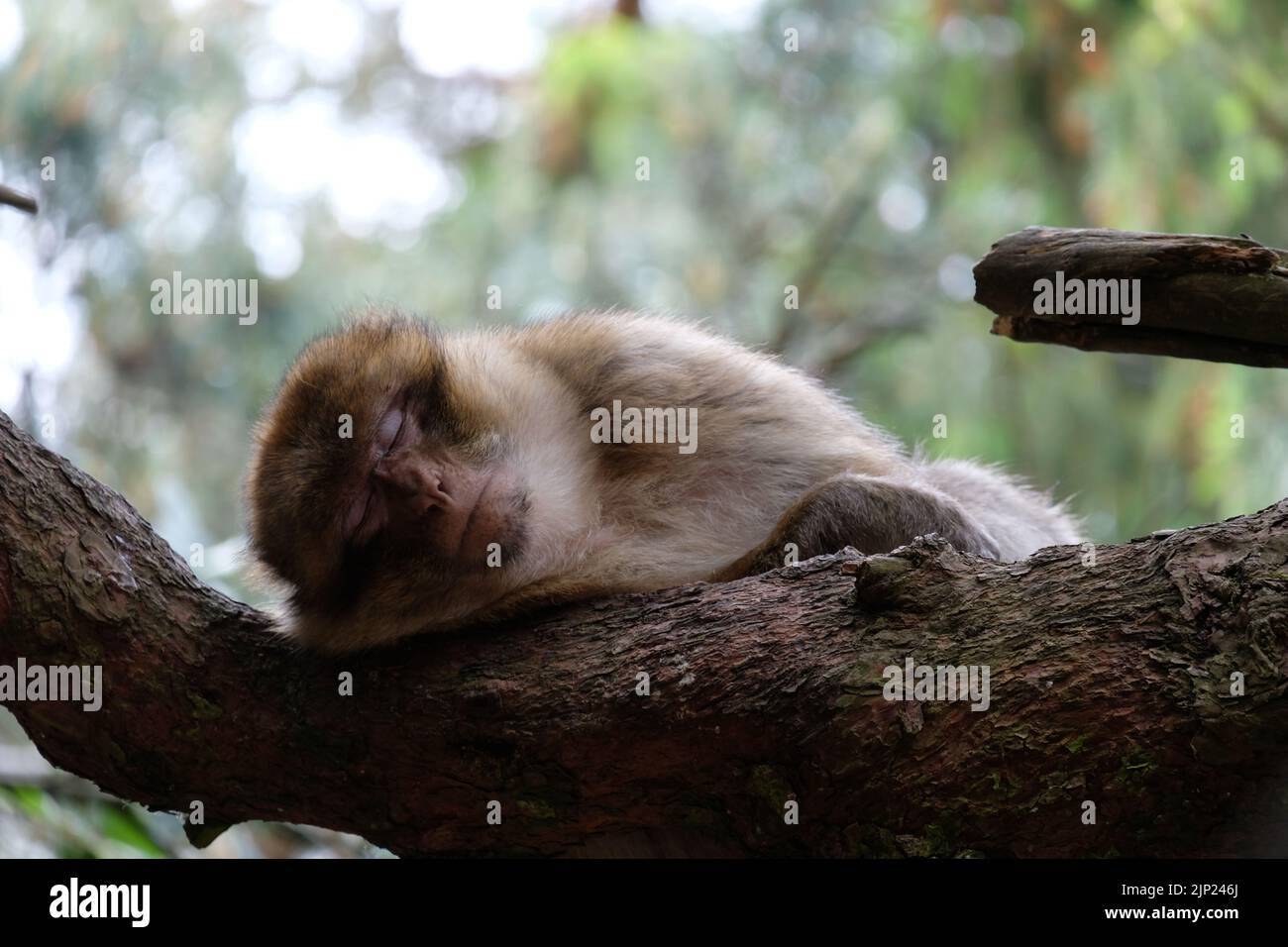 Magot barbary ape dormire e rilassarsi su un tronco d'albero Foto Stock