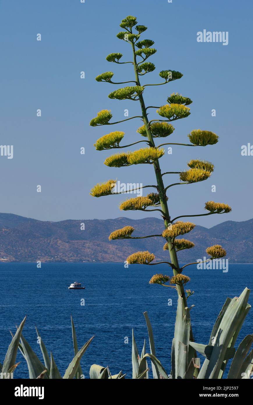 Fioritura Agave pianta sull'isola di Hydra in Grecia Foto Stock