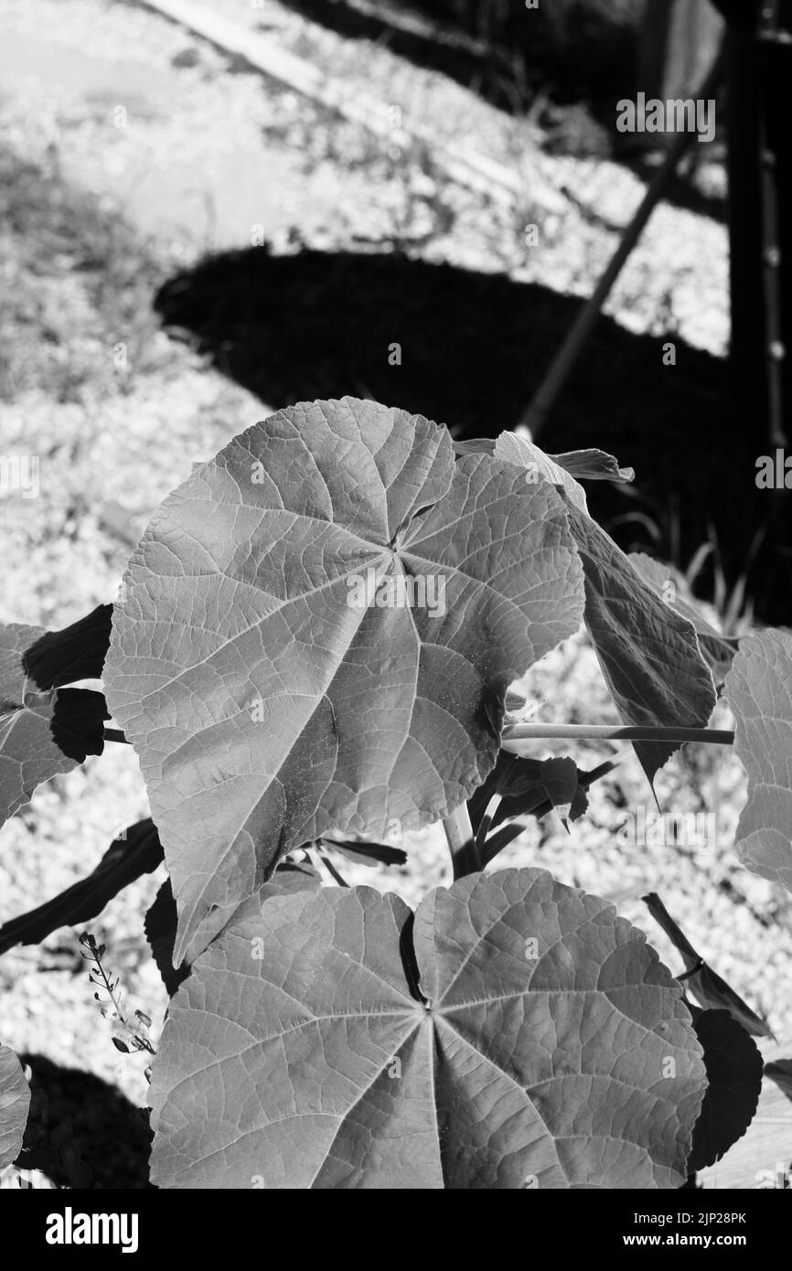 Piante di zucca Foto e Immagini Stock in Bianco e Nero - Alamy
