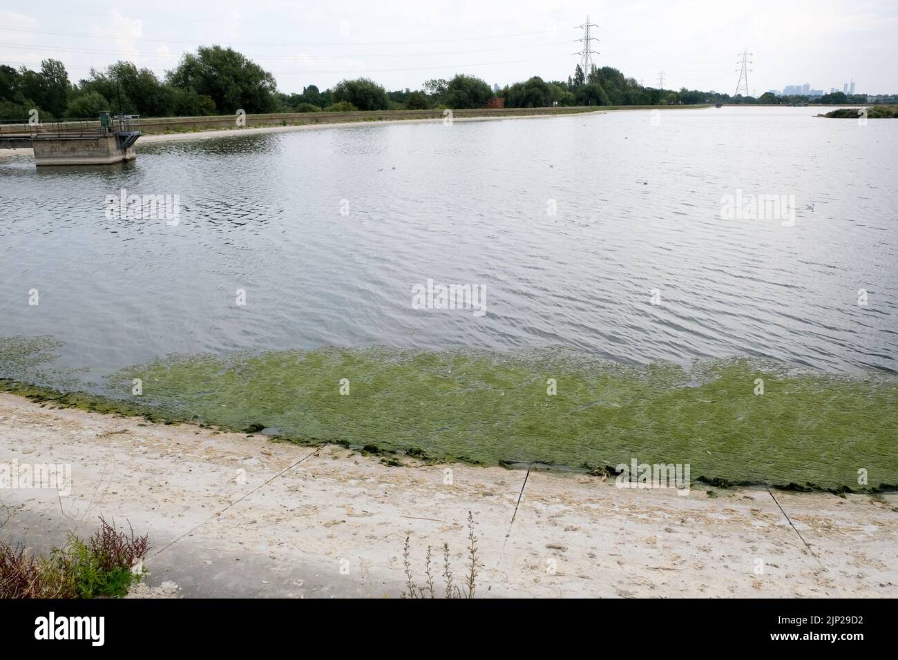 Londra, Regno Unito. 15th ago 2022. UK Weather: Avvertenze sulla siccità. Condizioni secche che causano alghe su un riserva a Walthamstow Wetlands, a nord di Londra. Credit: Matthew Chattle/Alamy Live News Foto Stock