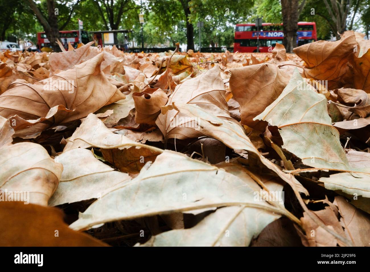 Londra, Regno Unito. 15th ago 2022. UK Weather: Avvertenze sulla siccità. Condizioni asciutte che causano la caduta precoce delle foglie, a nord di Londra. Credit: Matthew Chattle/Alamy Live News Foto Stock