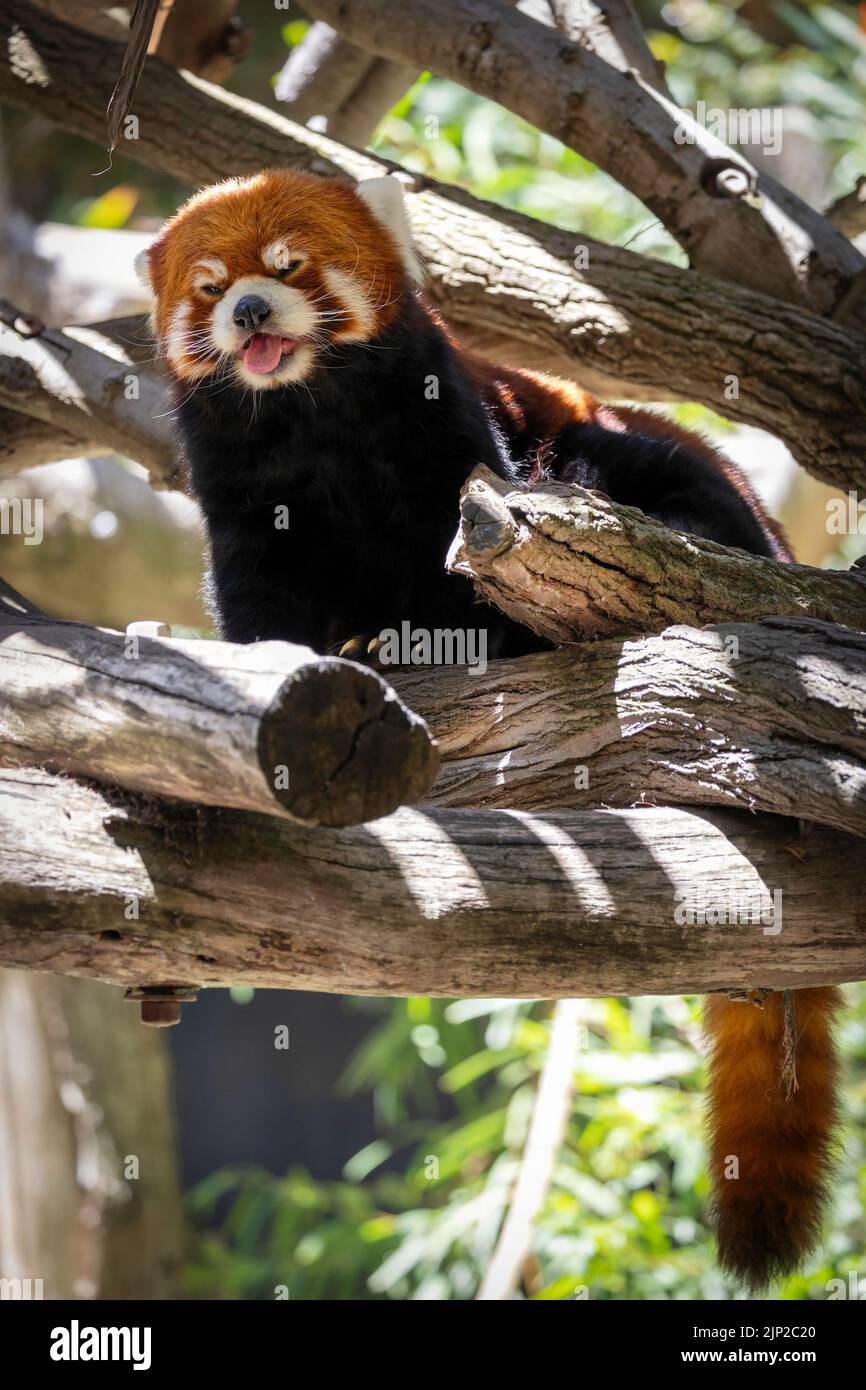 Un panda rosso siede in un albero allo Zoo di San Diego. Foto Stock