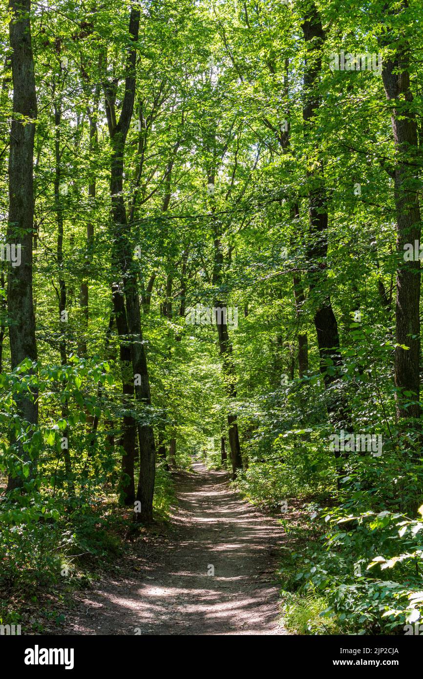 Percorso forestale nella foresta di querce in estate, Sopron Montagne, Sopron, Ungheria Foto Stock