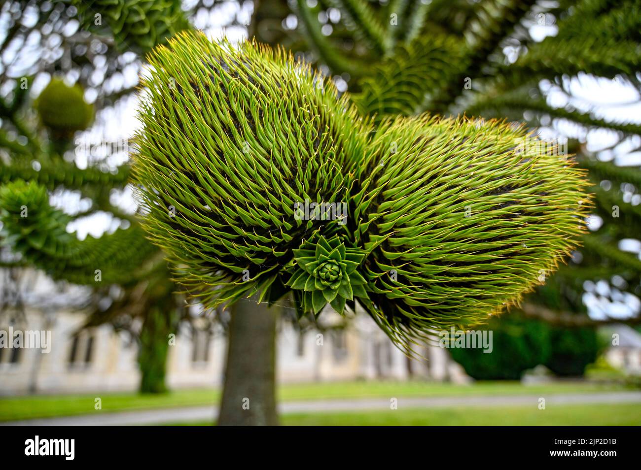 Il frutto della Araucaria araucana, comunemente chiamato l'albero di puzzle scimmia, coda di scimmia, piñonero, pewen o pino cileno Foto Stock