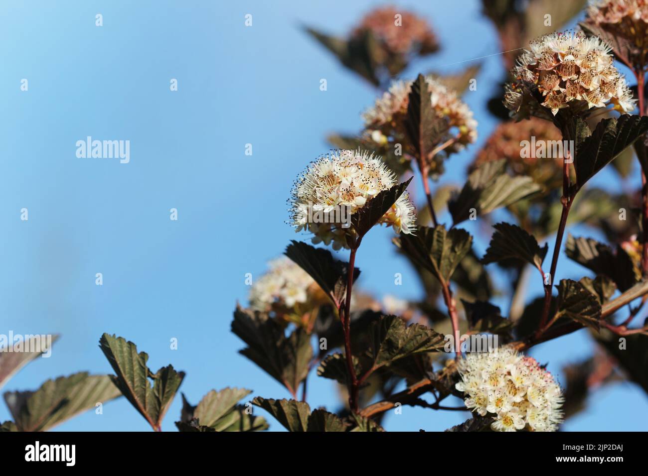 physocarpus Foto Stock