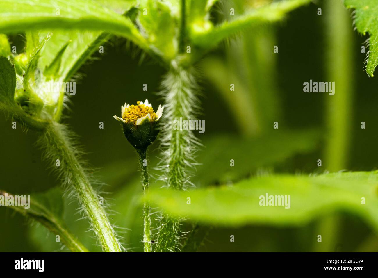 Piccolo Fiore (Galinsoga ciliata) su sfondo sfocato Foto Stock