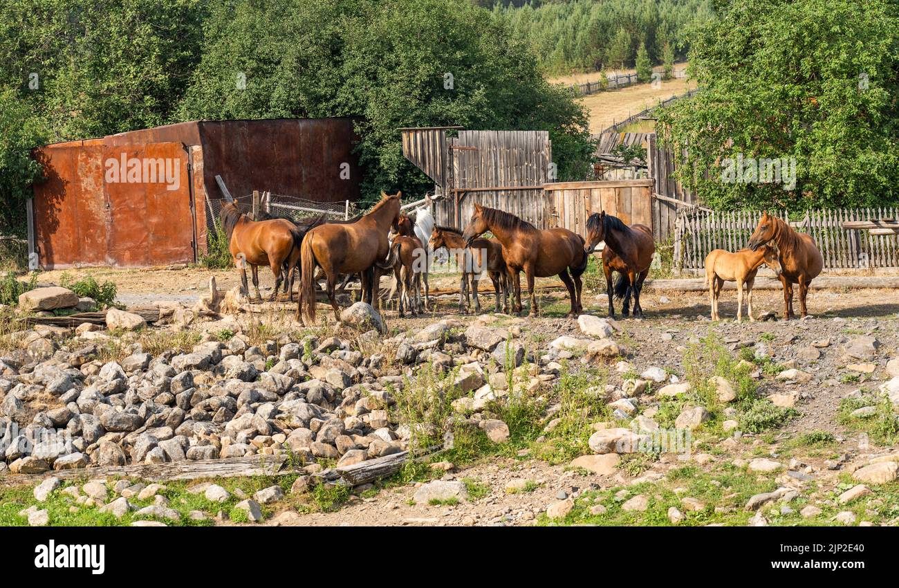 Una mandria di cavalli in un villaggio senza persone. Foto Stock