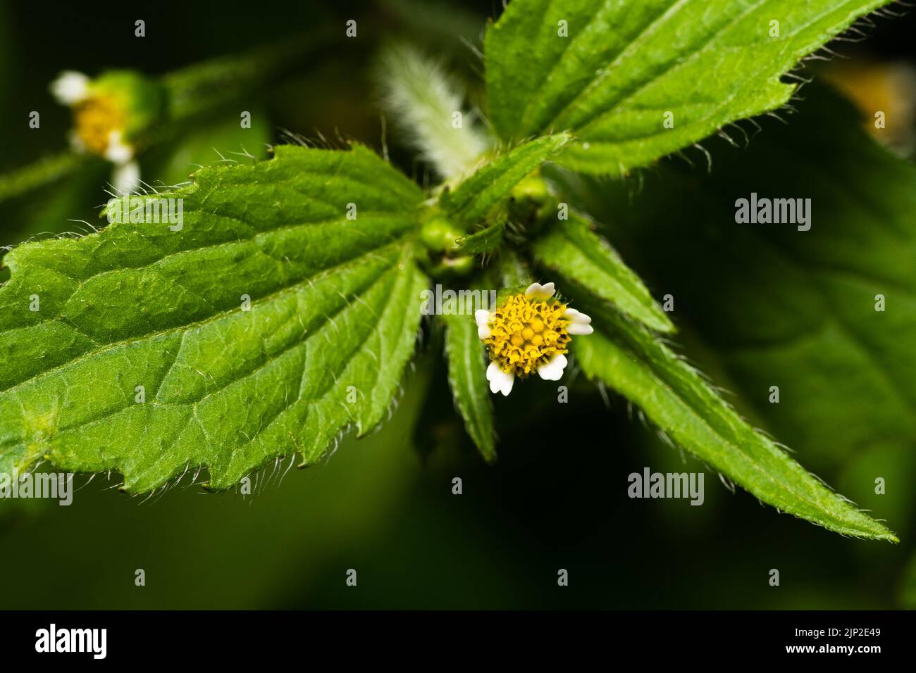 Piccolo Fiore (Galinsoga ciliata) su sfondo sfocato Foto Stock