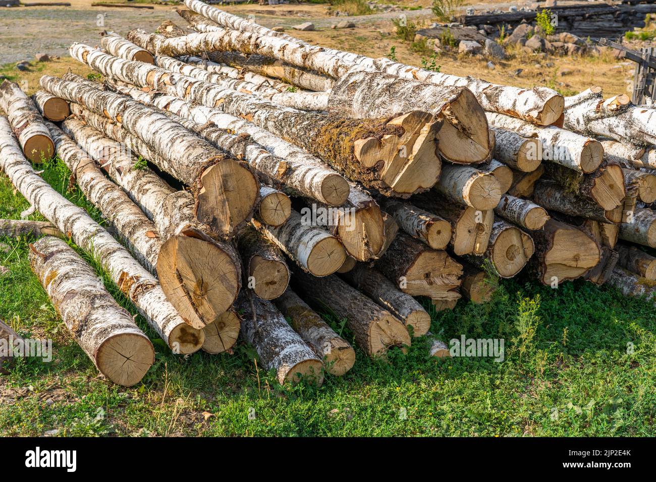 I tronchi di betulla giacciono sull'erba del paese. Foto Stock