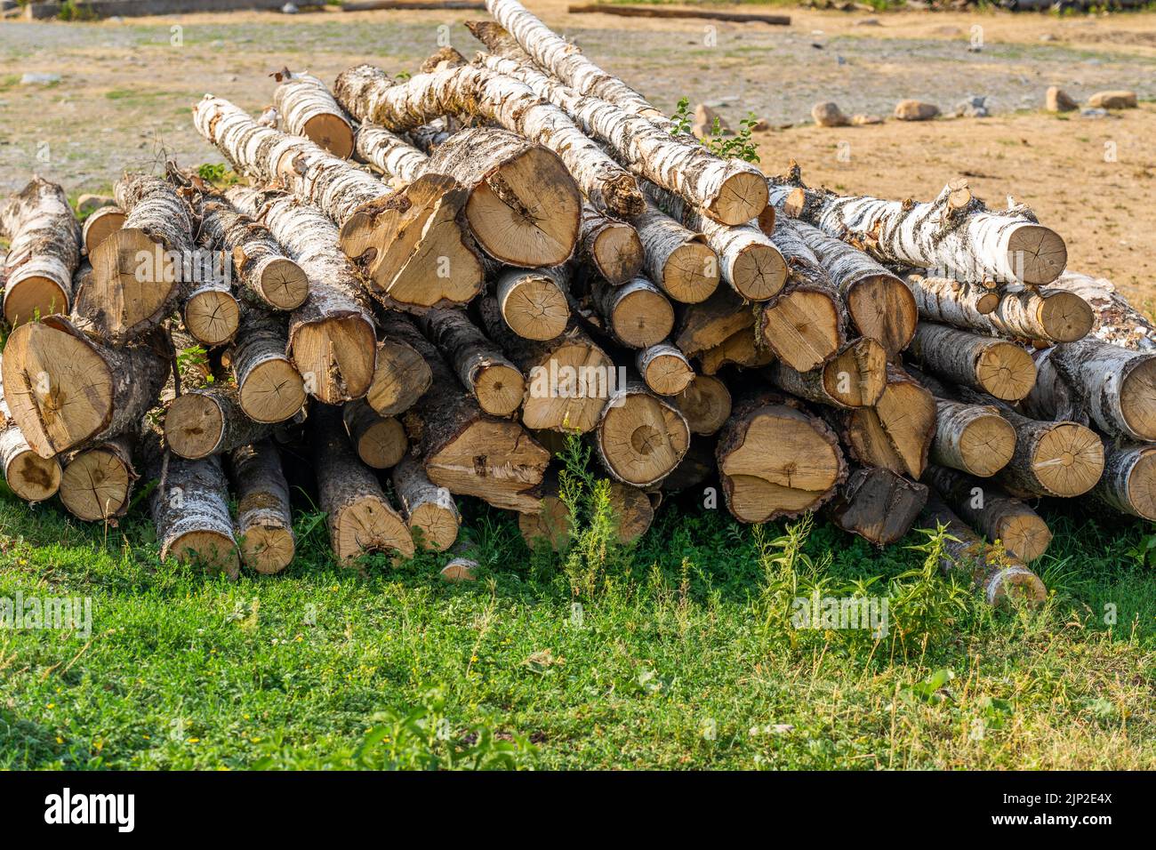 I tronchi di betulla giacciono sull'erba del paese. Foto Stock