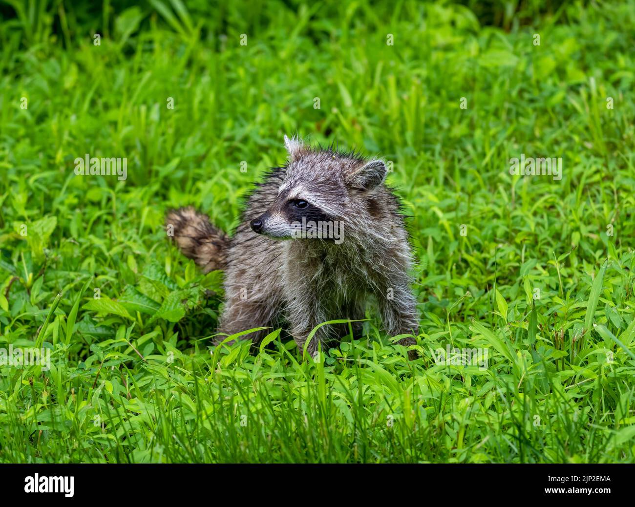 Un primo piano di un racoon selvaggio che striscio su un campo verde Foto Stock