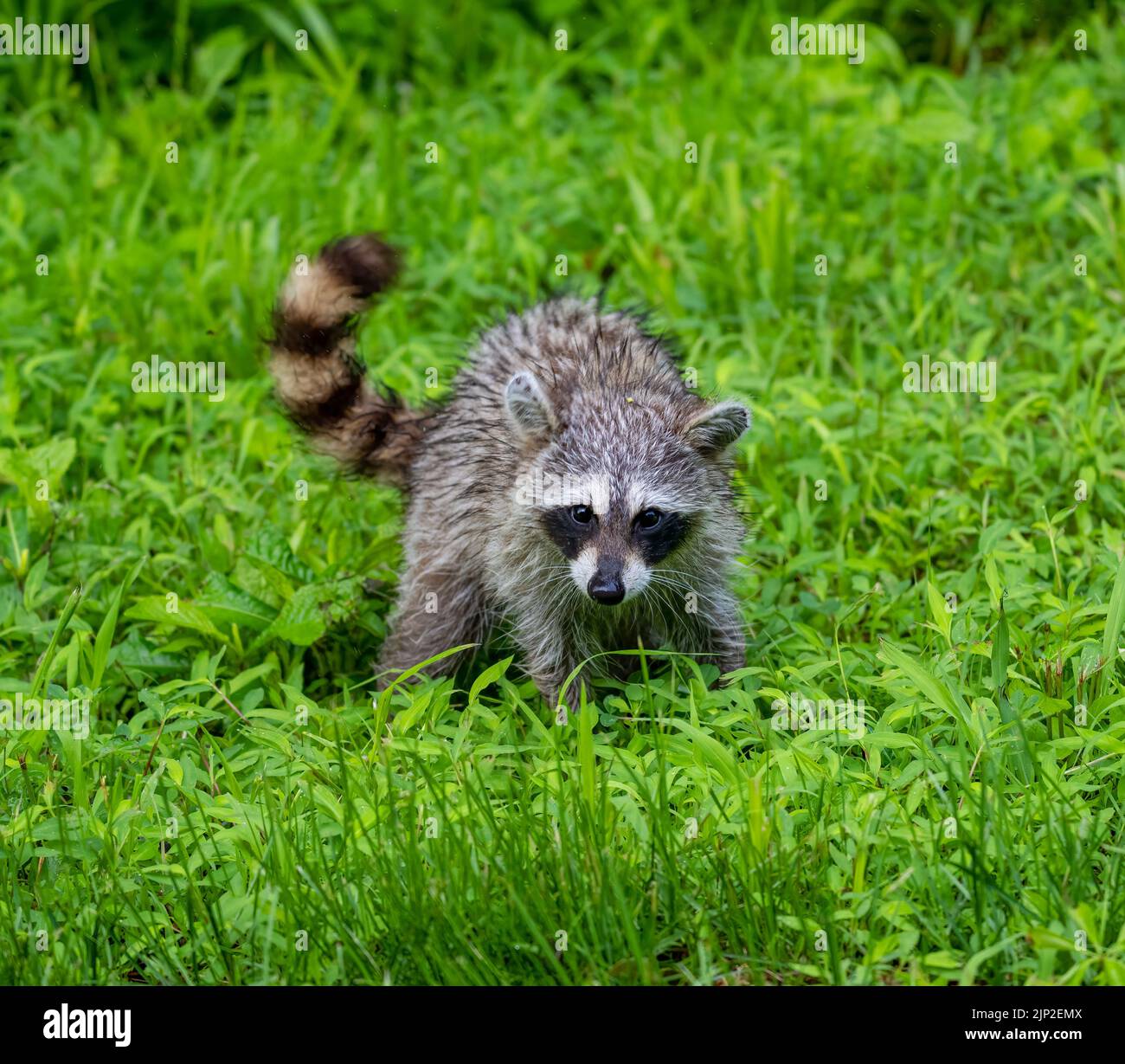 Un primo piano di un racoon selvaggio che striscio su un campo verde Foto Stock