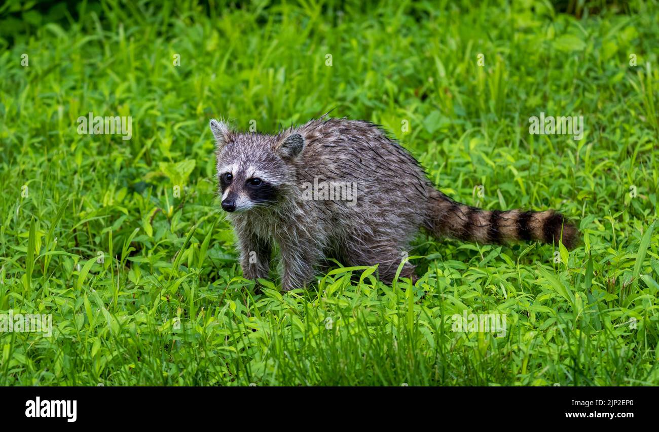 Un primo piano di un racoon selvaggio che striscio su un campo verde Foto Stock
