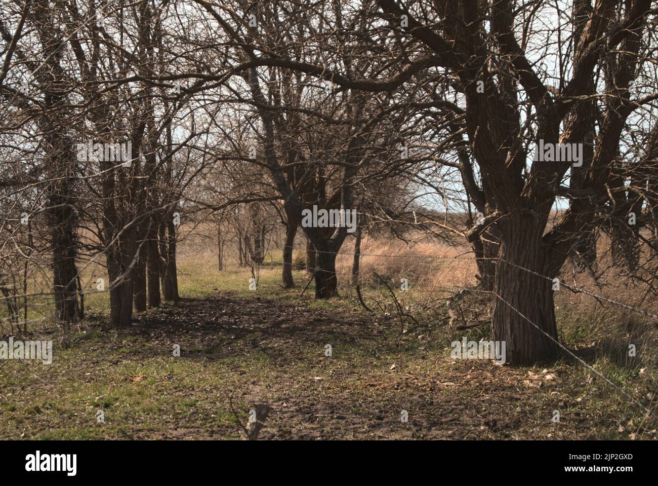 Un boschetto di alberi secchi senza foglie in una zona rurale con fili metallici Foto Stock