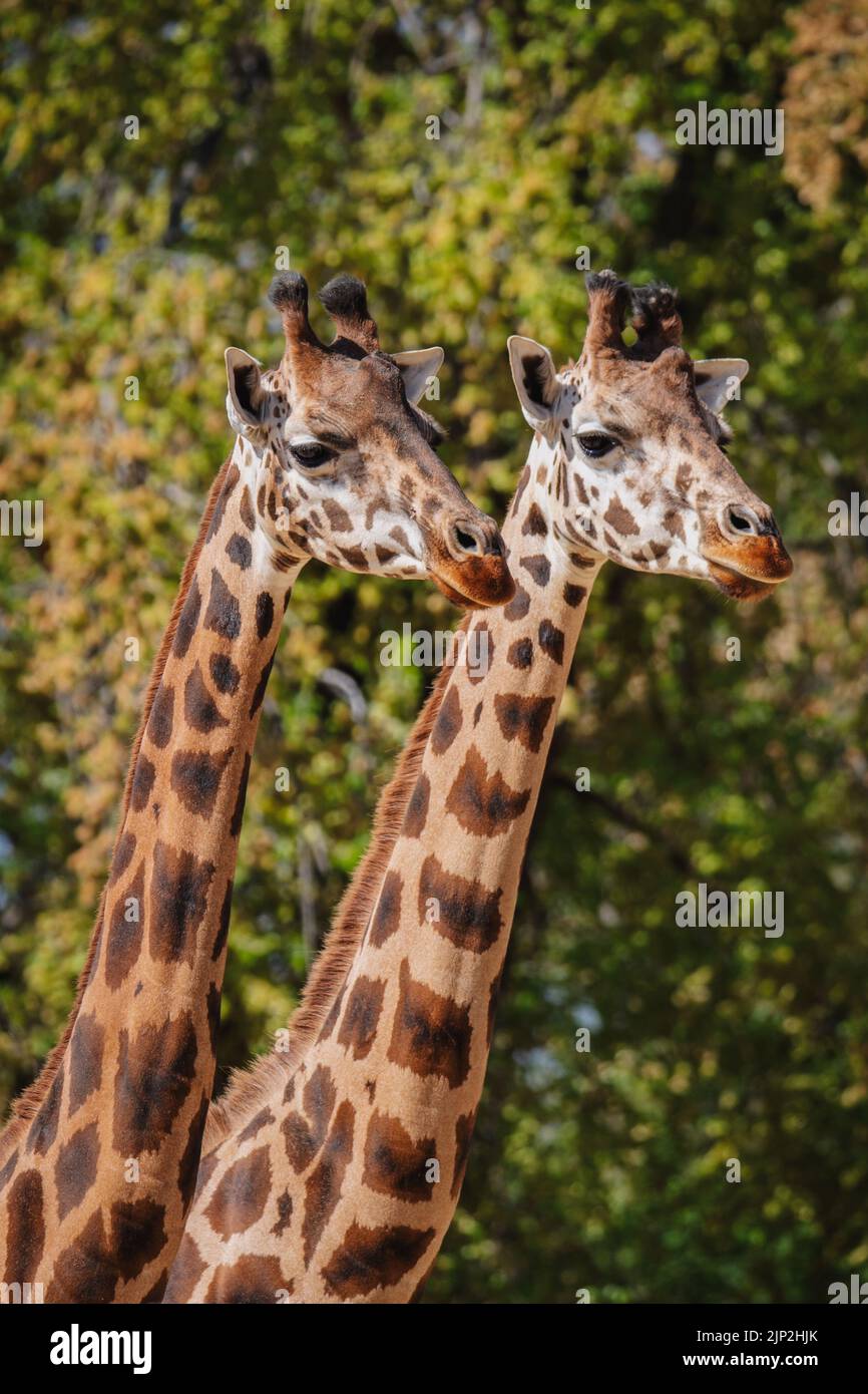 Bel ritratto facciale di due giraffe africane adulte con sfondo erboso Foto Stock