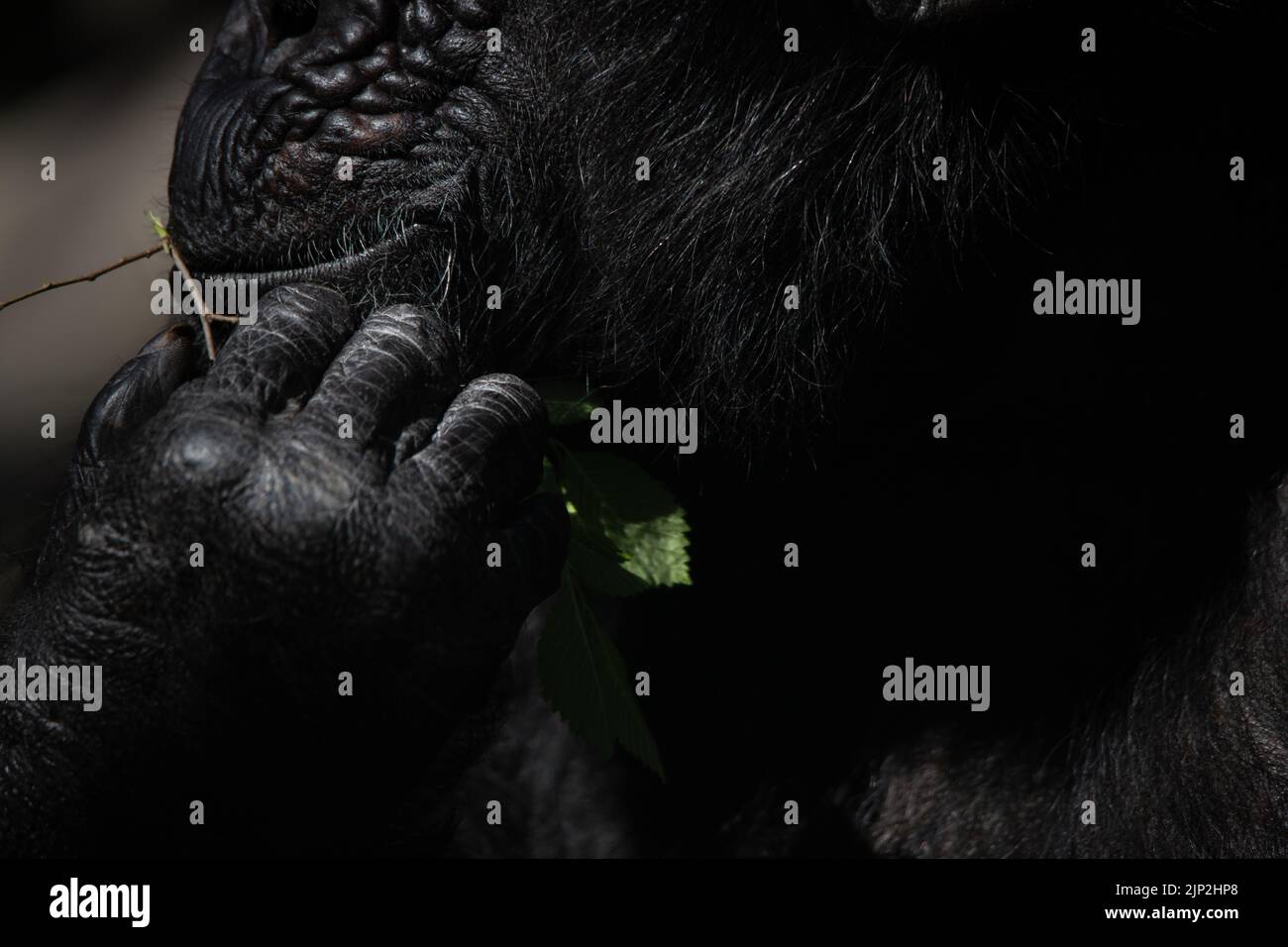 Particolare delle mani e della bocca di uno scimpanzé che mangia una foglia al buio Foto Stock