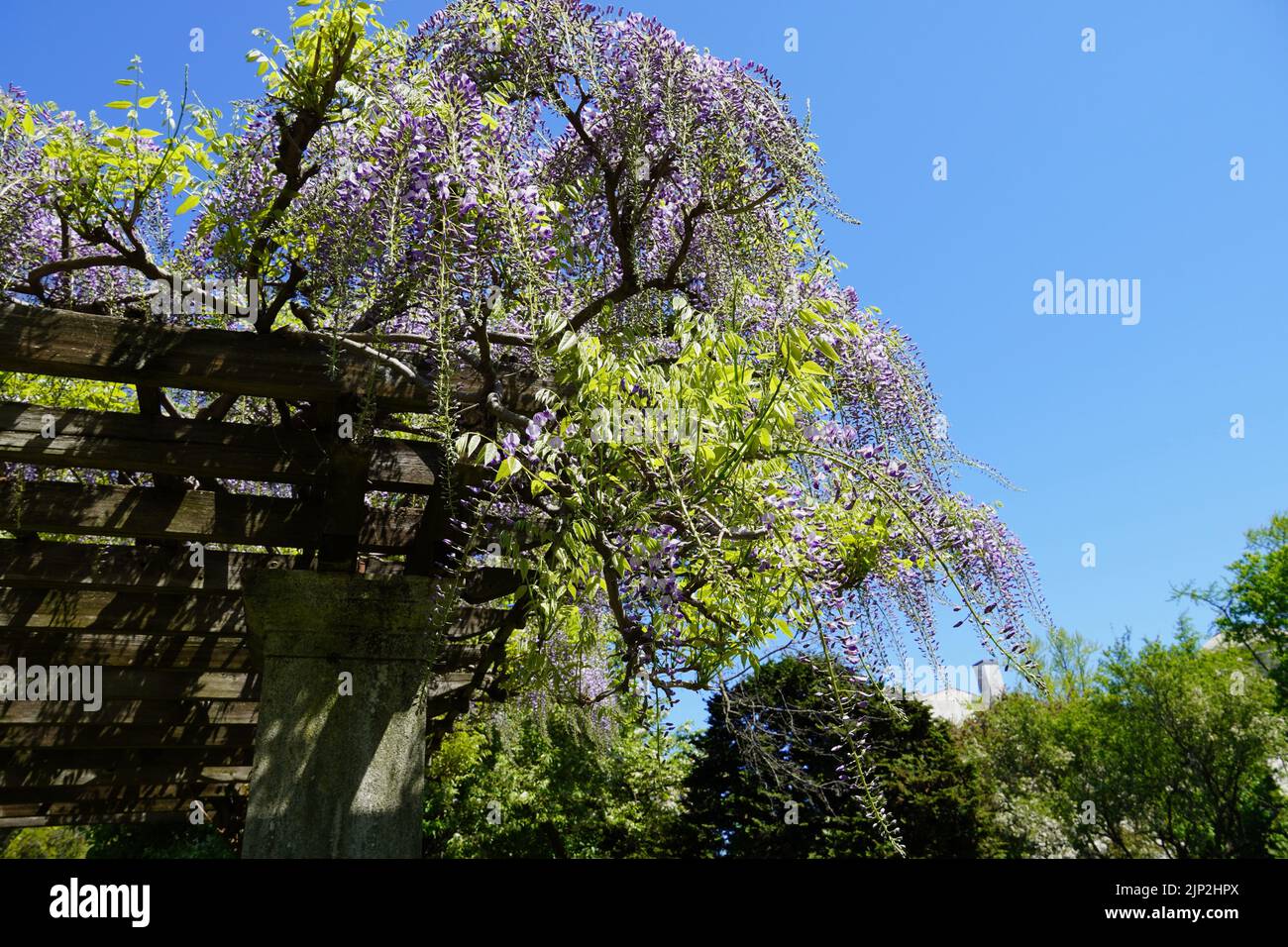 Un fuoco selettivo dei rami di glicine giapponesi con i fiori contro un cielo blu Foto Stock