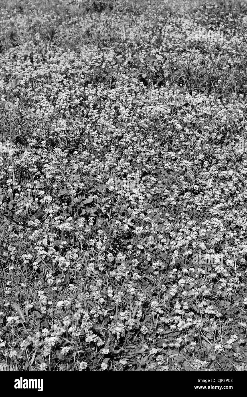 Enorme campo di fiori di trifoglio selvatico che fioriscono nel sole luminoso in bianco e nero monocromatico. Foto Stock