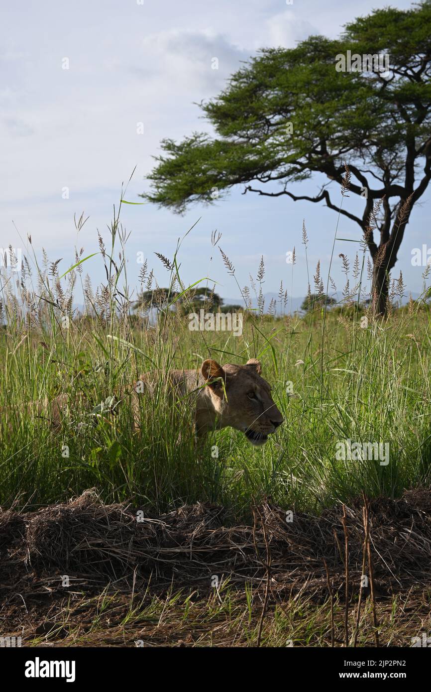 Bella leonessa che cammina attraverso piante secche sullo sfondo di un albero Foto Stock
