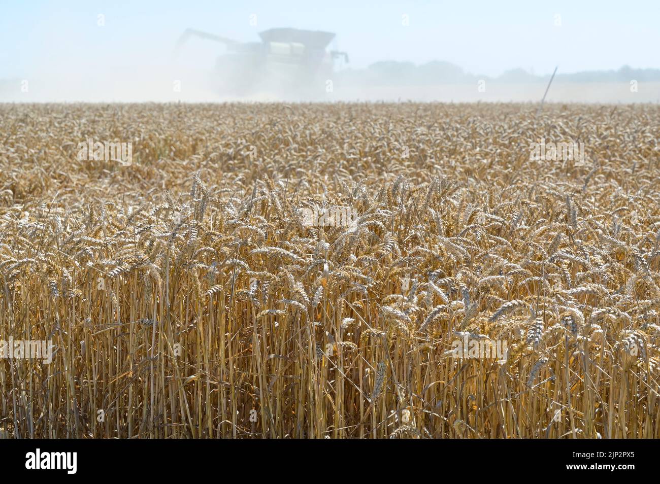 Germania, raccolta del grano con mietitrebbia Claas / DEUTSCHLAND, Schleswig Holstein, Holtsee, Weizen Ernte mit Claas Mähdrescher Foto Stock