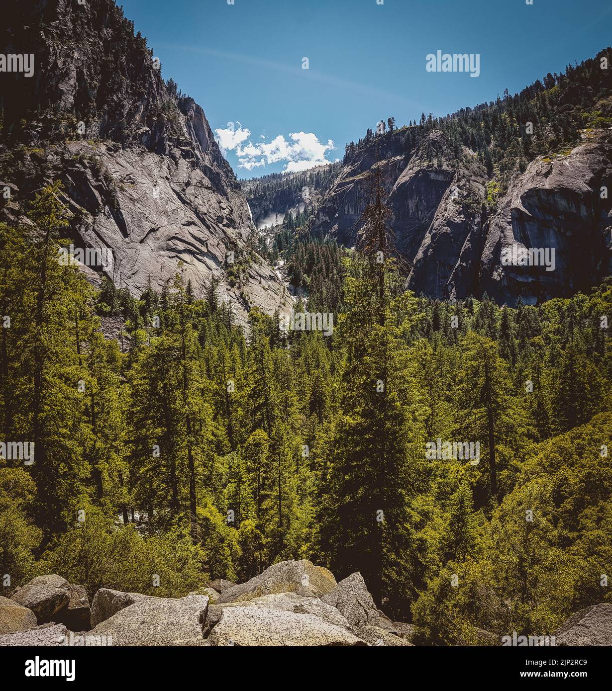 Una vista panoramica di lussureggianti alberi verdi con rocce sullo sfondo nel Parco Nazionale di Yosemite Foto Stock