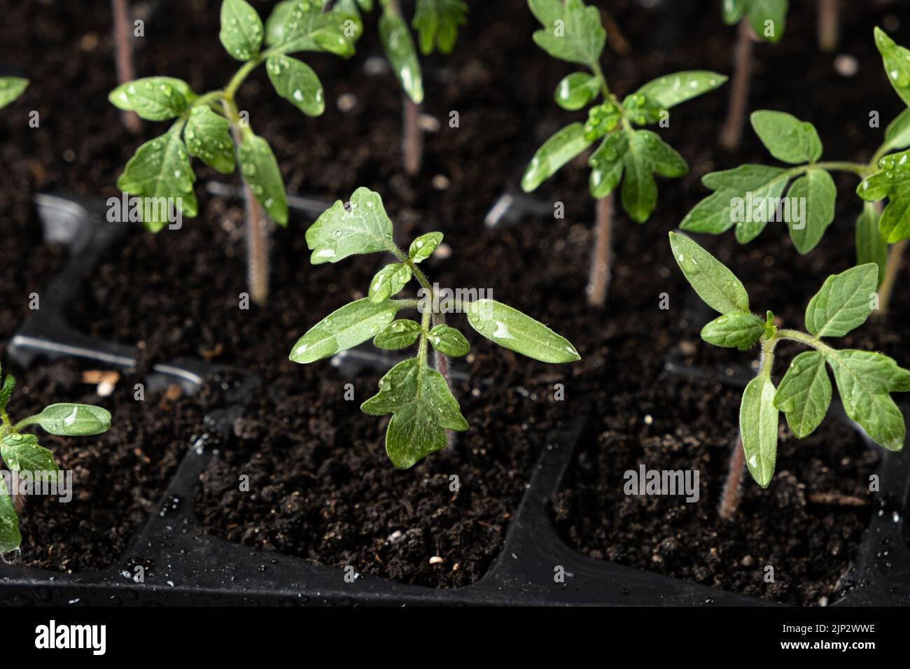 Pomodori crescenti da semi, passo per passo. Fase 7 - i germogli sono cresciuti. Foto Stock