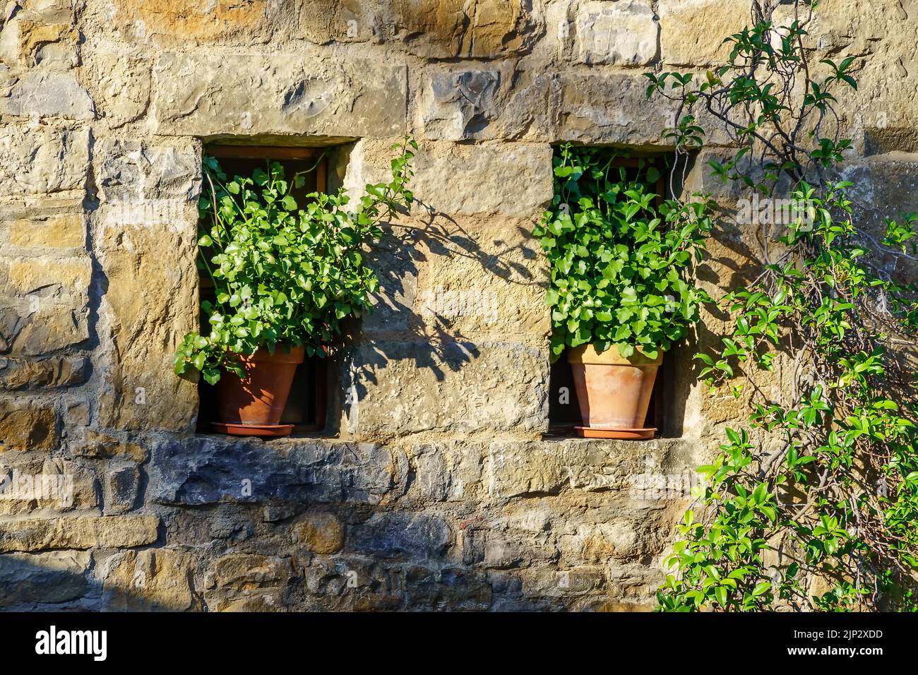 Finestre di casa in pietra con vasi di piante verdi e impianto di arrampicata in pietra vecchia. Foto Stock