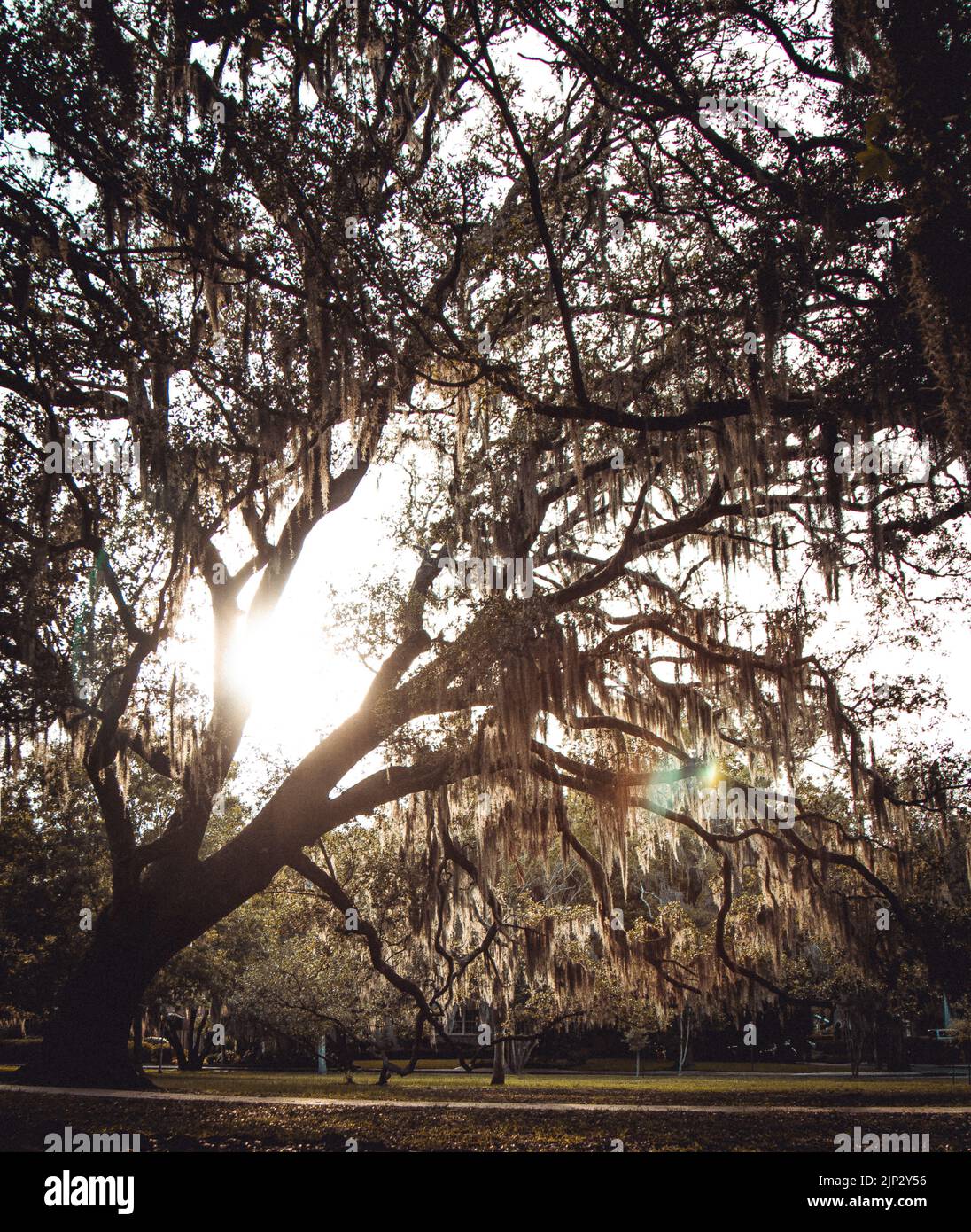 Un primo piano di albero crescente con rami lussureggianti sullo sfondo di sole splendente Foto Stock