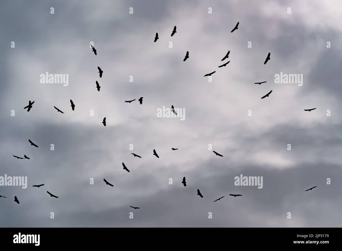 Molti avvoltoi che volano in cielo nuvoloso. Silhouette di uccelli nel cielo. Foto Stock