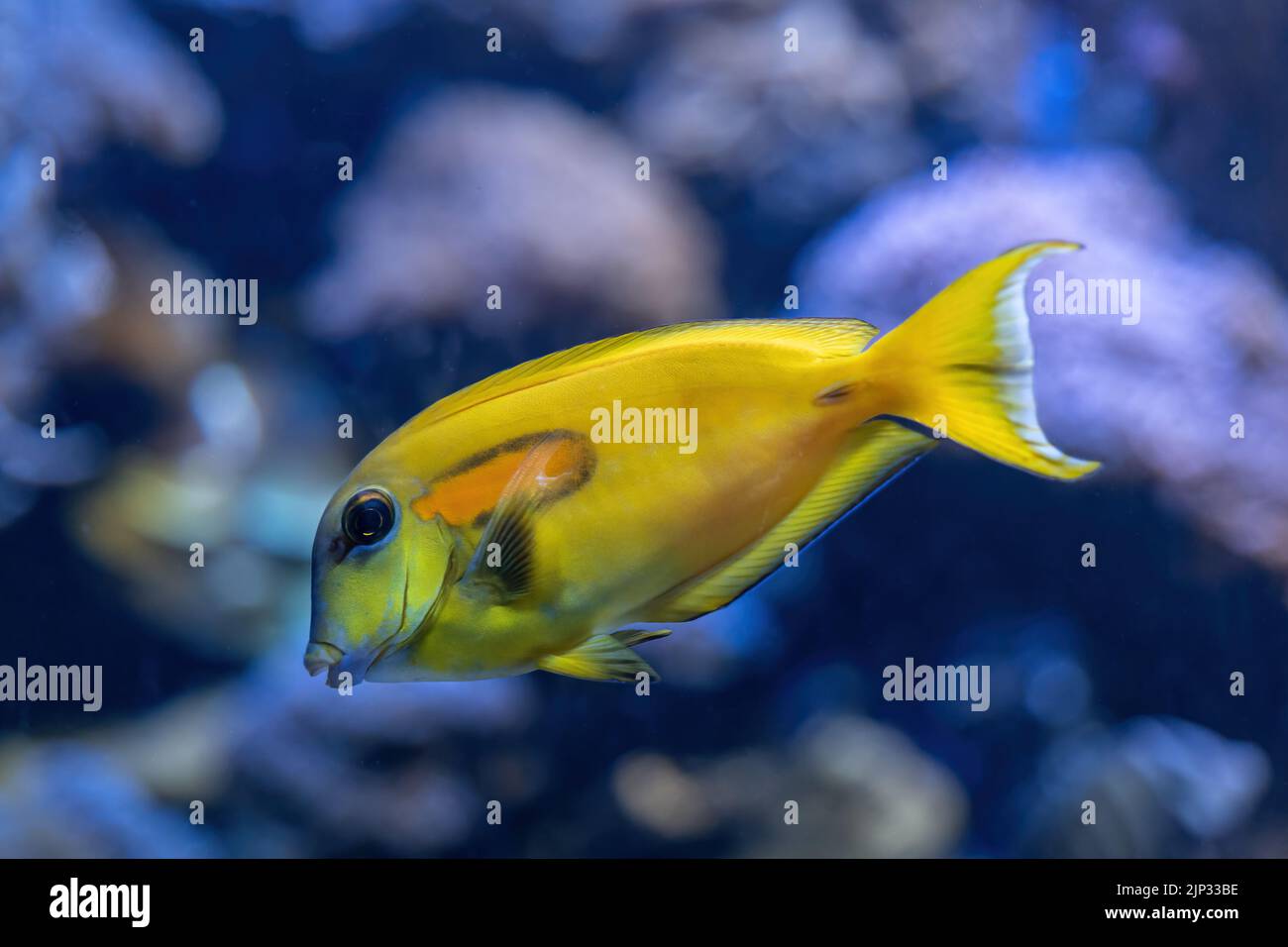 Arancio Shoulder Tang (Acanthurus olivaceus) o Orangespot Surgeonfish, pesci di acqua salata di colore giovanile, famiglia Acanthuridae. Foto Stock
