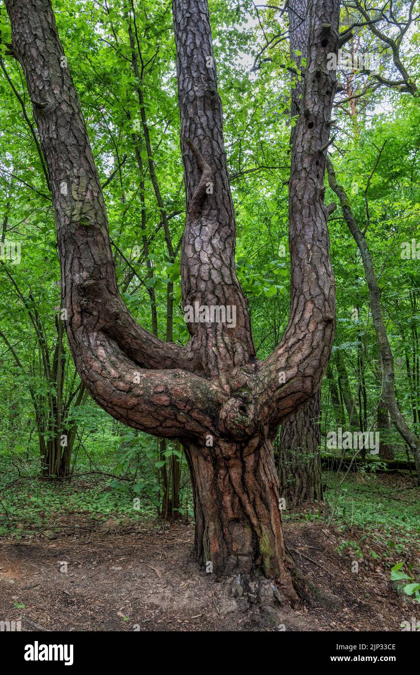 Vecchio pino triplo in forma unica di tridente nella foresta di Kampinos, Parco Nazionale di Kampinoski, Masovia, Polonia. Foto Stock