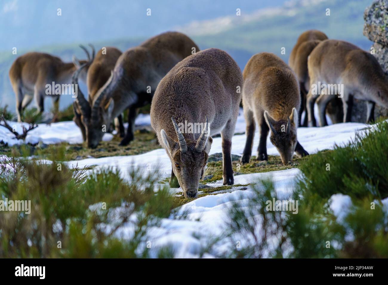 Capre selvatiche in cima alla montagna innevata di Madrid in inverno. La Morcuera. Spagna. Foto Stock