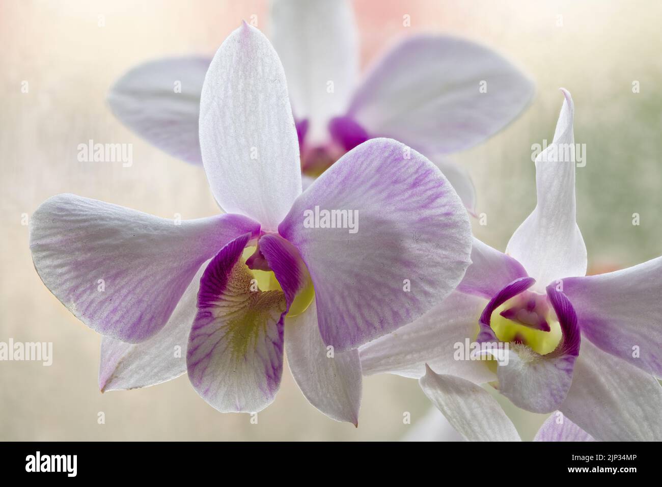 orchidea, dendrobium, orchidee, dendrobium Foto Stock