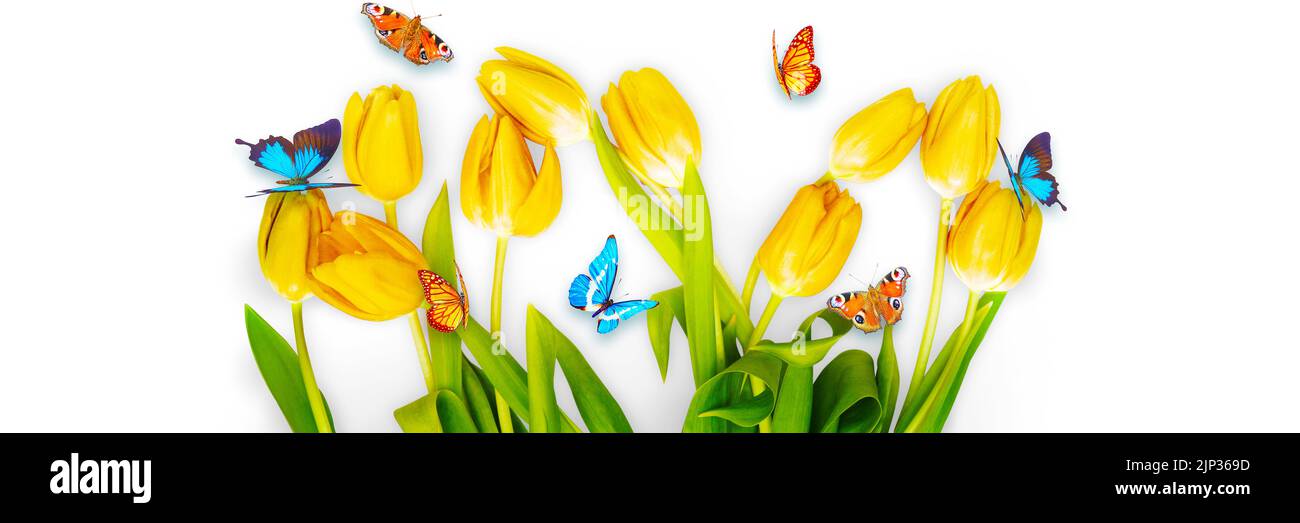 farfalle, primavera, farfalla Foto Stock