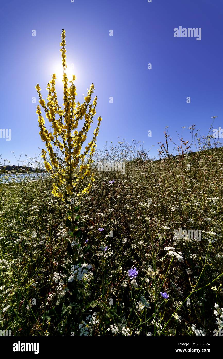 belle piante e fiori selvatici sulla riva di un lago con cielo blu e raggi solari che illuminano le piante. Scena primaverile. Copia spazio e sfondo. MAD Foto Stock