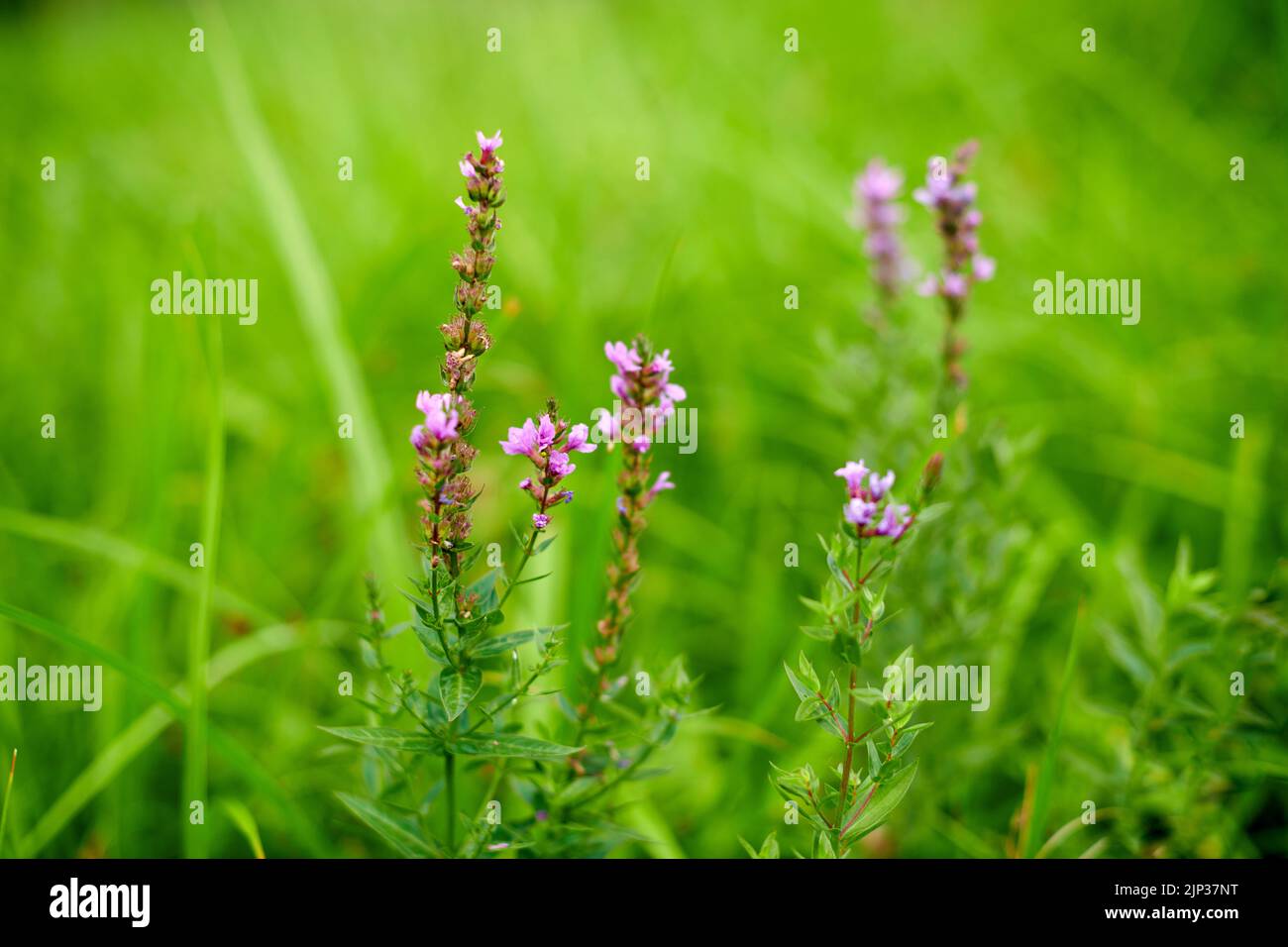Estate fioritura porpora spina loosestrife e viola lytrum su uno sfondo verde sfocato. Foto Stock