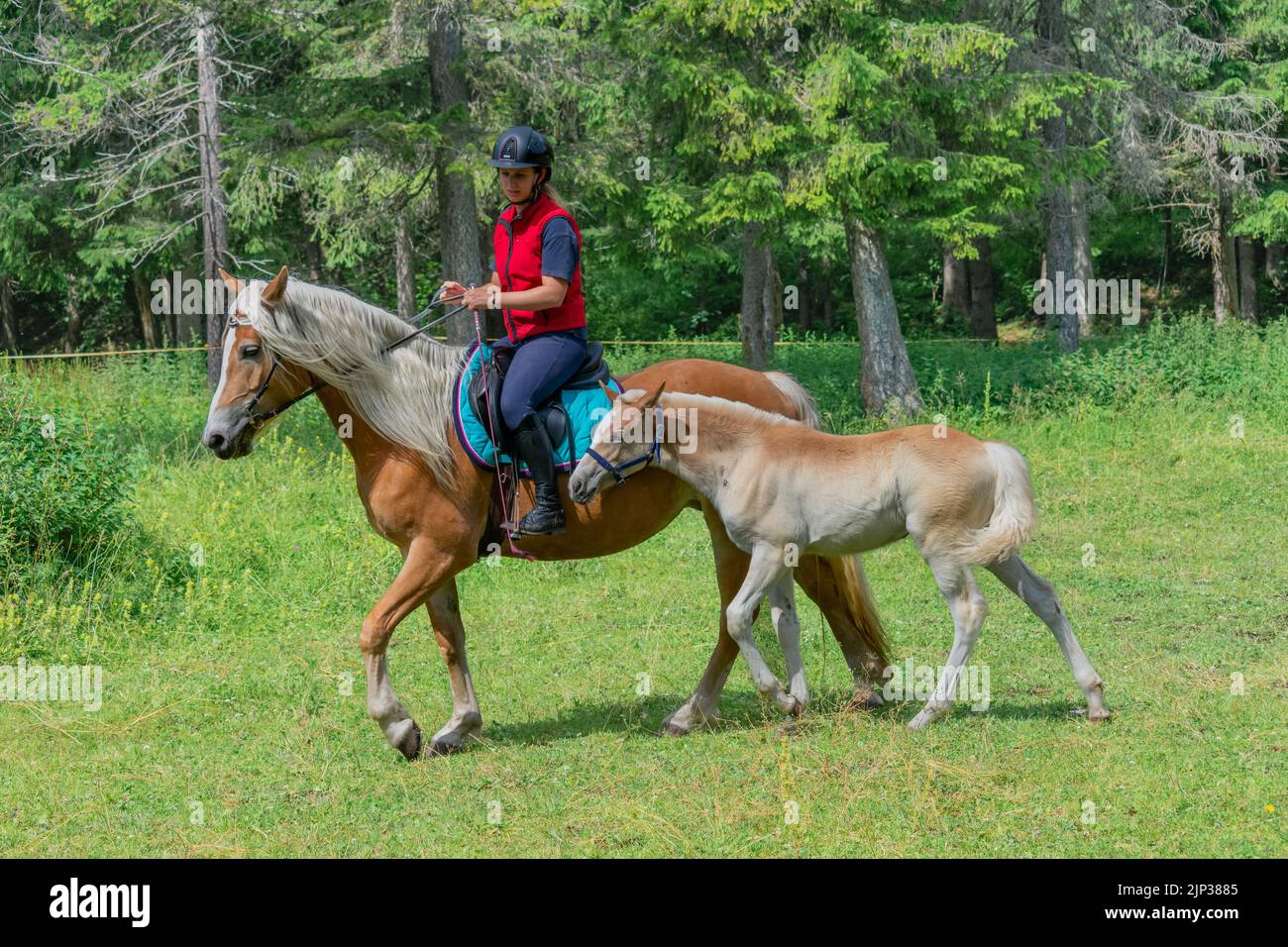 Due splendidi cavalli selvaggi con un equestre in alta Val Badia, Trentino Alto Adige, Italia Foto Stock