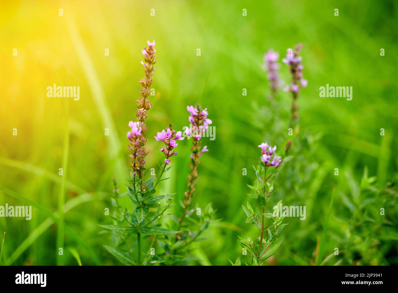 Estate fioritura porpora spina loosestrife e viola lytrum su uno sfondo verde sfocato. Foto Stock
