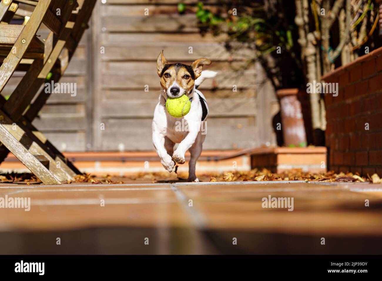 Jack russell terrier cane che corre verso la macchina fotografica con una palla da tennis in bocca. Giochi di agilità con l'animale domestico. Giocare. Foto Stock