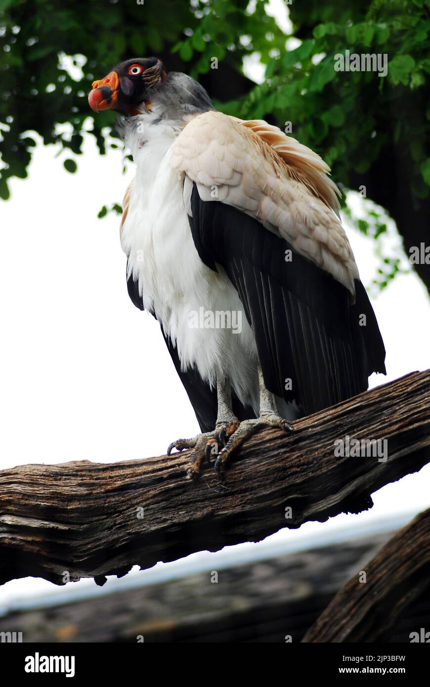 Re avvoltoio (Sarcoramphus papa). Questo grande birdie si trova in America Centrale e Sud. È un membro della famiglia del nuovo mondo, Cathartidae. Foto Stock