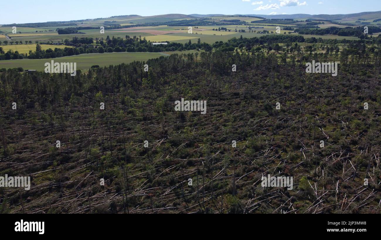 Veduta aerea di danni estesi al bosco alla periferia di Edzell in Angus, Scozia, Regno Unito da Storm Irwin Foto Stock