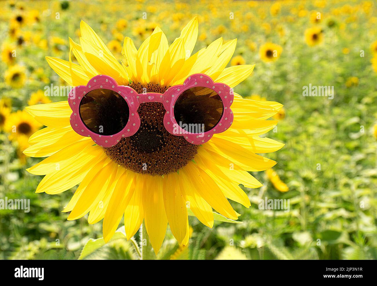 Girasole giallo che indossa occhiali da sole rosa e bianco a pois in un campo rurale Foto Stock