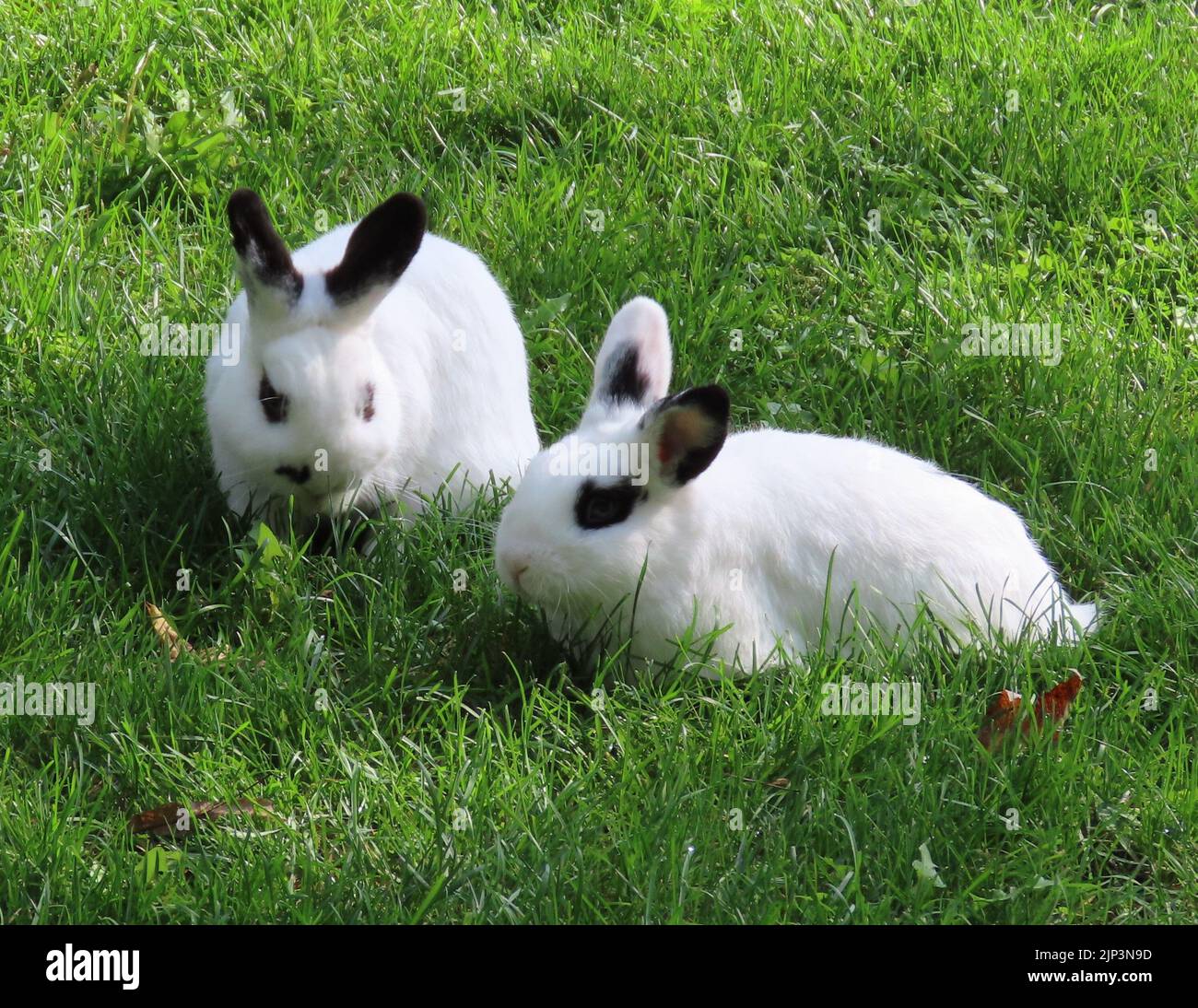 Due soffici coniglietti bianchi con segni neri che vagano sul campo Foto Stock