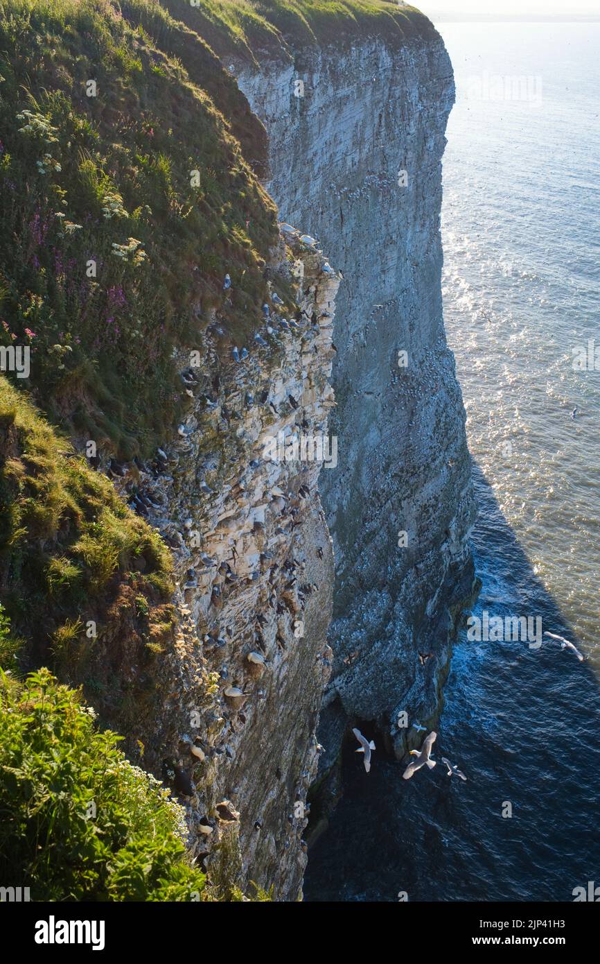 Guardando giù sulle molte migliaia di uccelli marini alle scogliere di Bempton Foto Stock