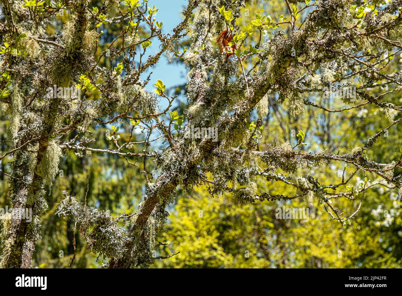 Leccetta di barba di paglia, altri funghi e muschio sul ramo dell'albero Foto Stock