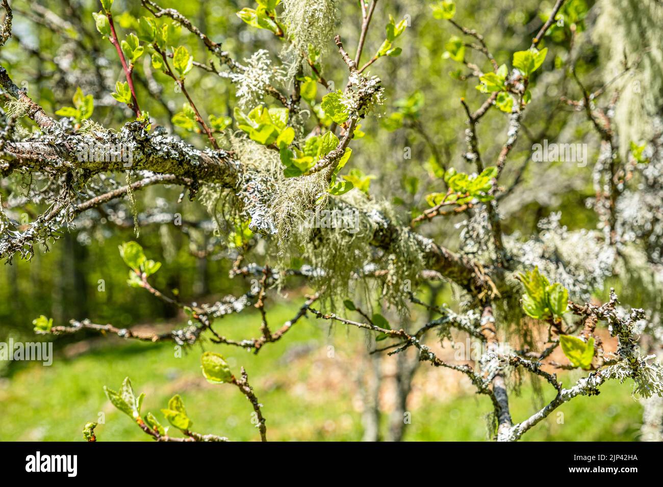 Leccetta di barba di paglia, altri funghi e muschio sul ramo dell'albero Foto Stock