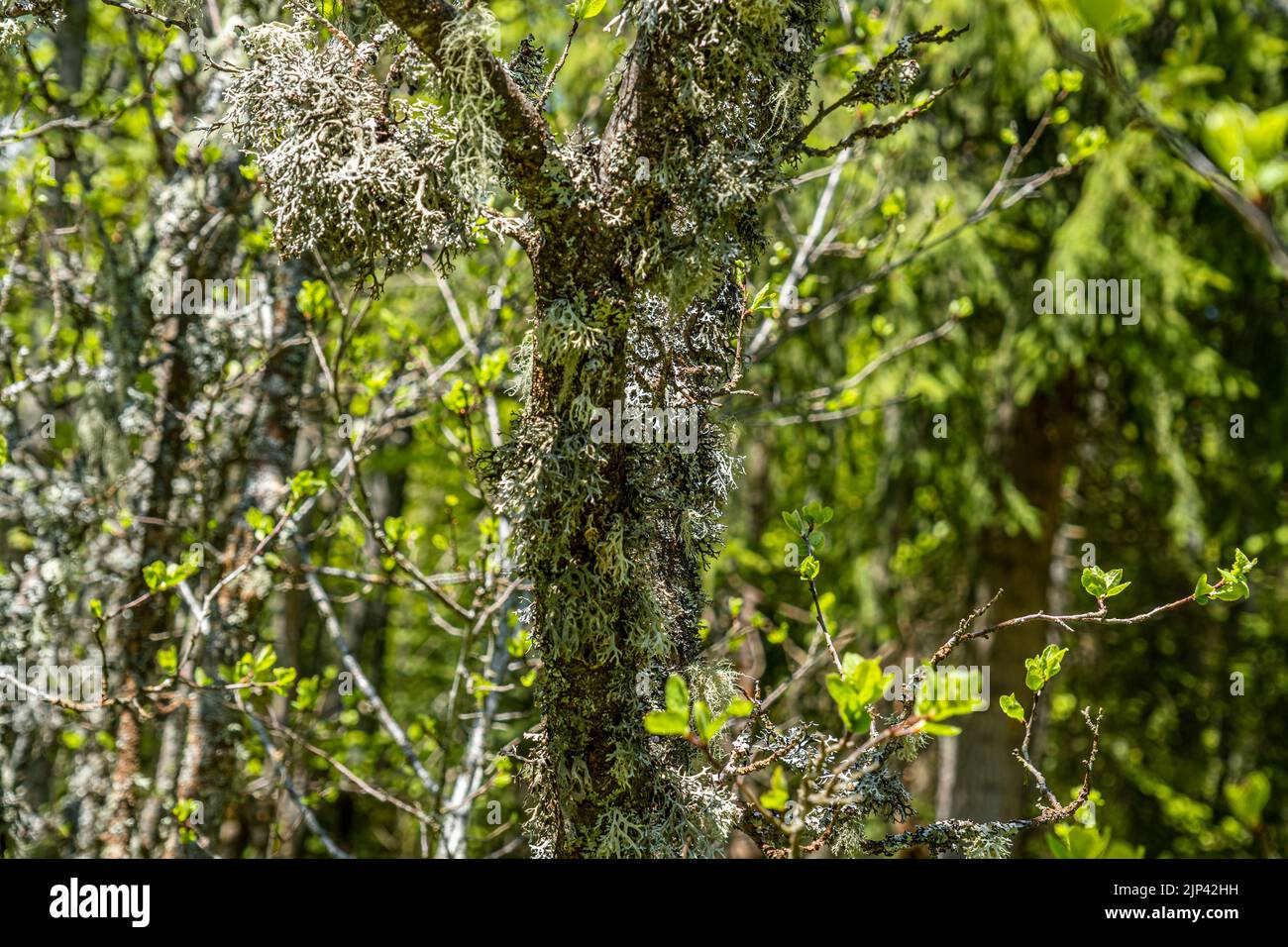 Leccetta di barba di paglia, altri funghi e muschio sul ramo dell'albero Foto Stock